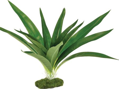 Blue Ribbon Pet Products - Colorburst Florals Dracaena Deremensis Broad Leaf Online Sale