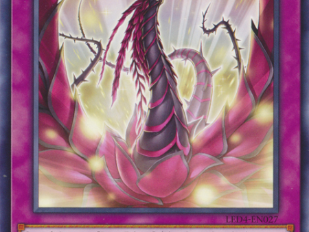 Blooming of the Darkest Rose [LED4-EN027] Rare For Cheap